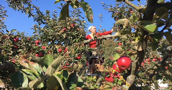 Besondere Obstsorten aus dem eigenen Garten