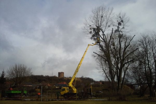 stolpe-baumschnitt-154148398-2AE0-A869-355A-D378F0AD00A2.jpg